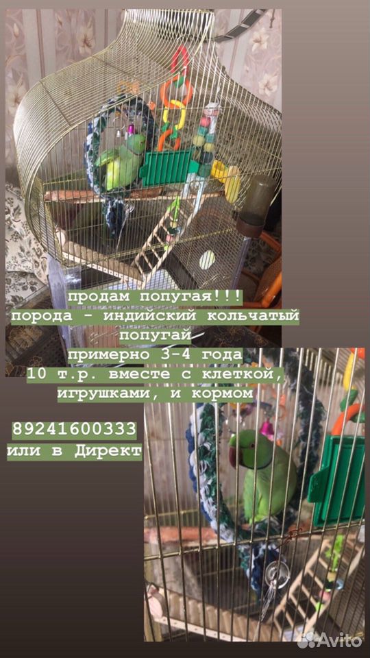 Кольчатый попугай купить на Зозу.ру - фотография № 1