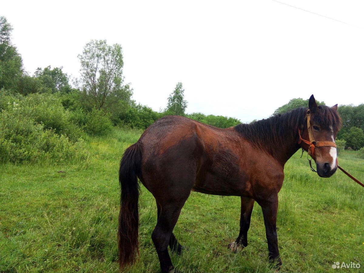 Лошадь на мясо купить на Зозу.ру - фотография № 2