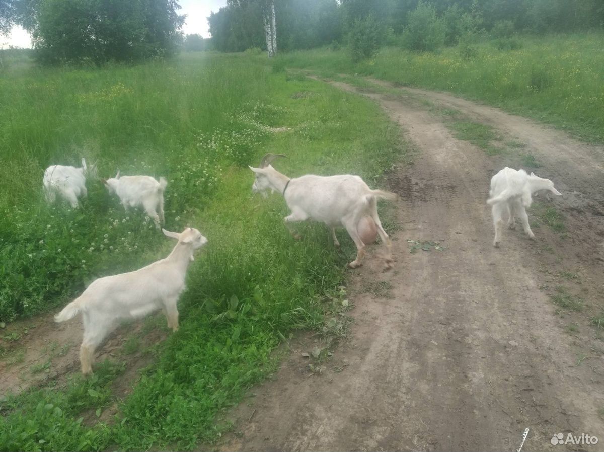3 козушки и 1 козел купить на Зозу.ру - фотография № 2