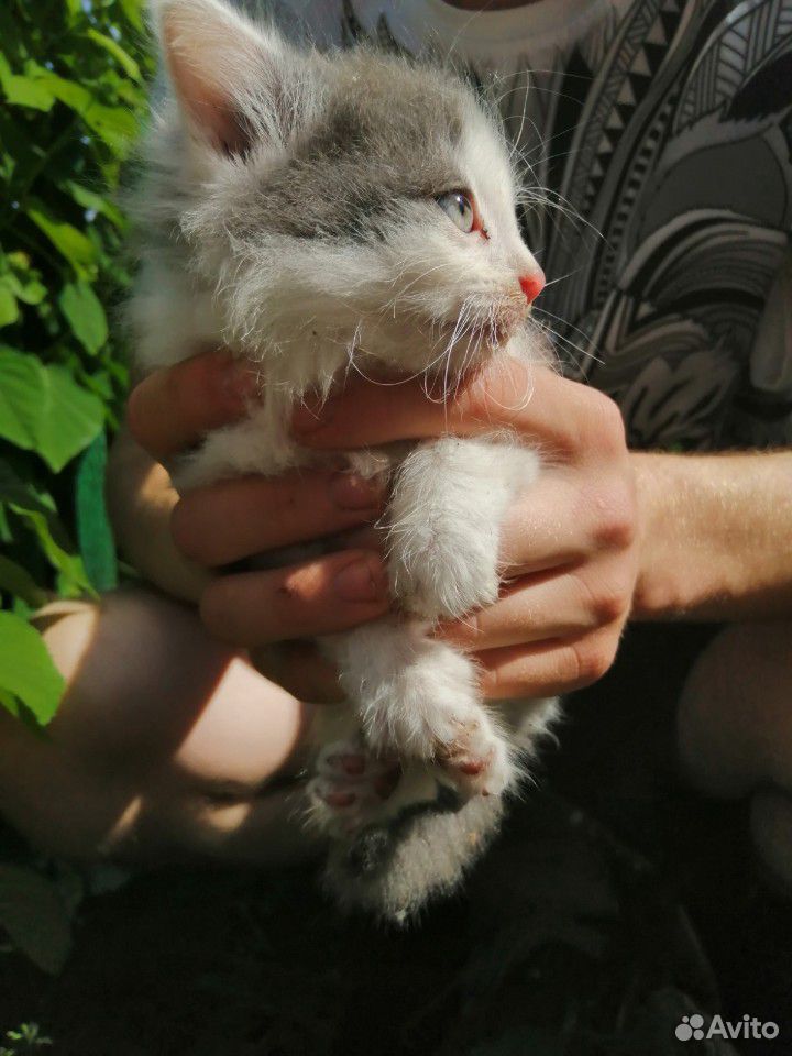 Котята от персидской кошки купить на Зозу.ру - фотография № 8