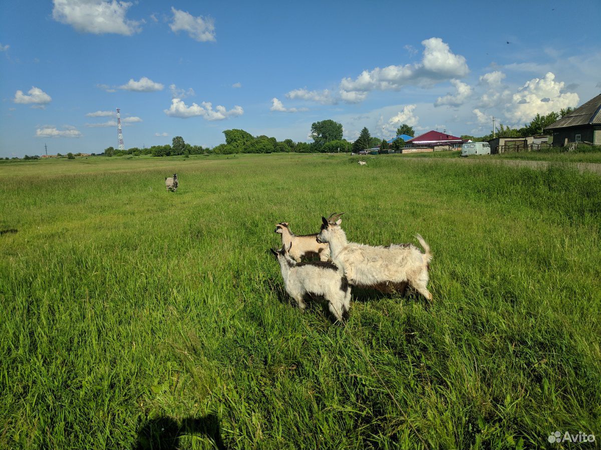 Козы и козлята купить на Зозу.ру - фотография № 4