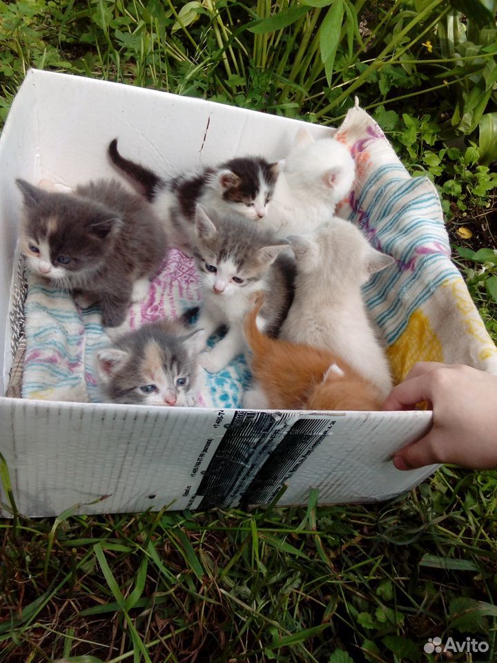 Милые котята в добрые руки купить на Зозу.ру - фотография № 2