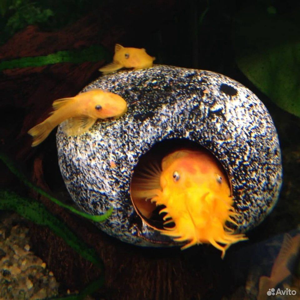 Анциструс фото рыбки аквариумные