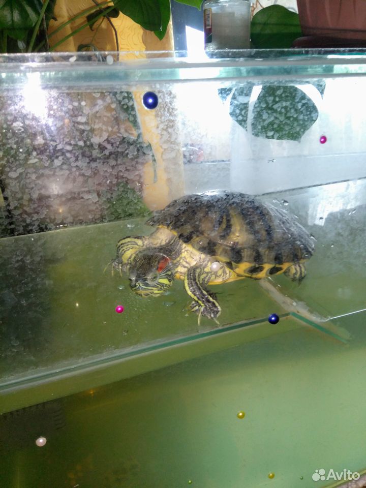 Взрослые красно ухие черепахи с аквариумами купить на Зозу.ру - фотография № 2