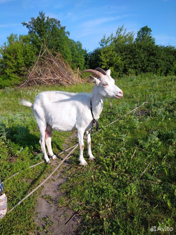 Зааненские козы и козел,козочки купить на Зозу.ру - фотография № 8