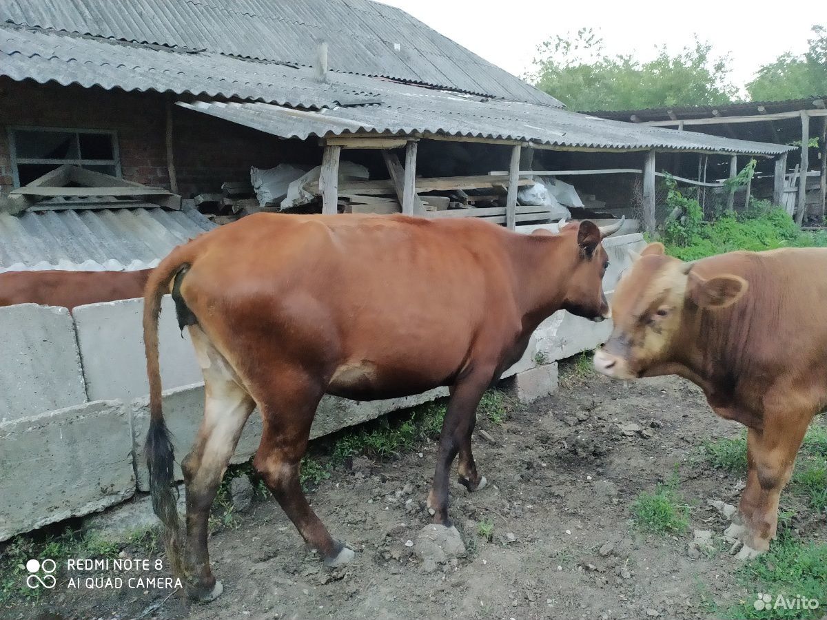 Корова и тёлка купить на Зозу.ру - фотография № 4