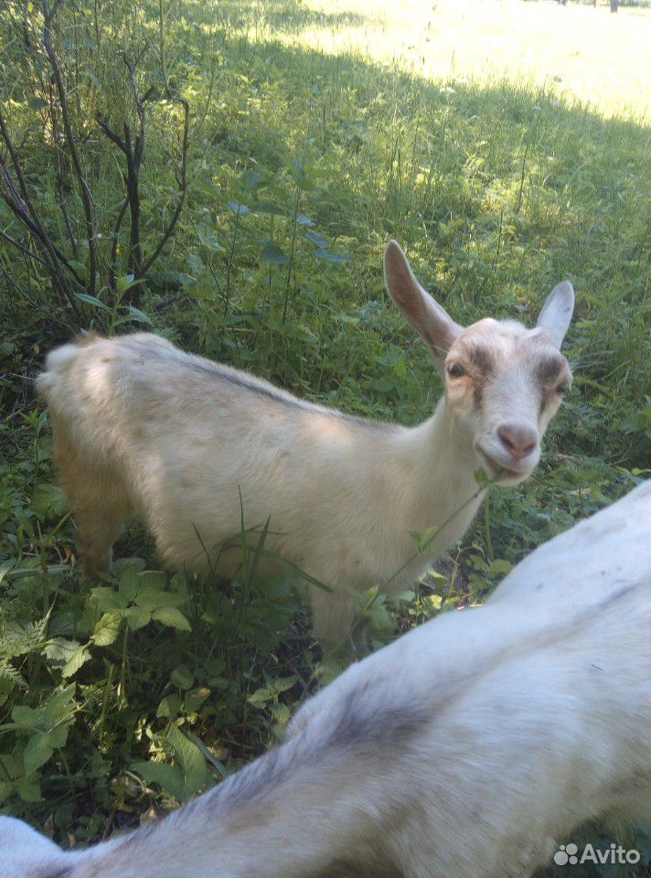 Продаю козу козлят ярку купить на Зозу.ру - фотография № 4