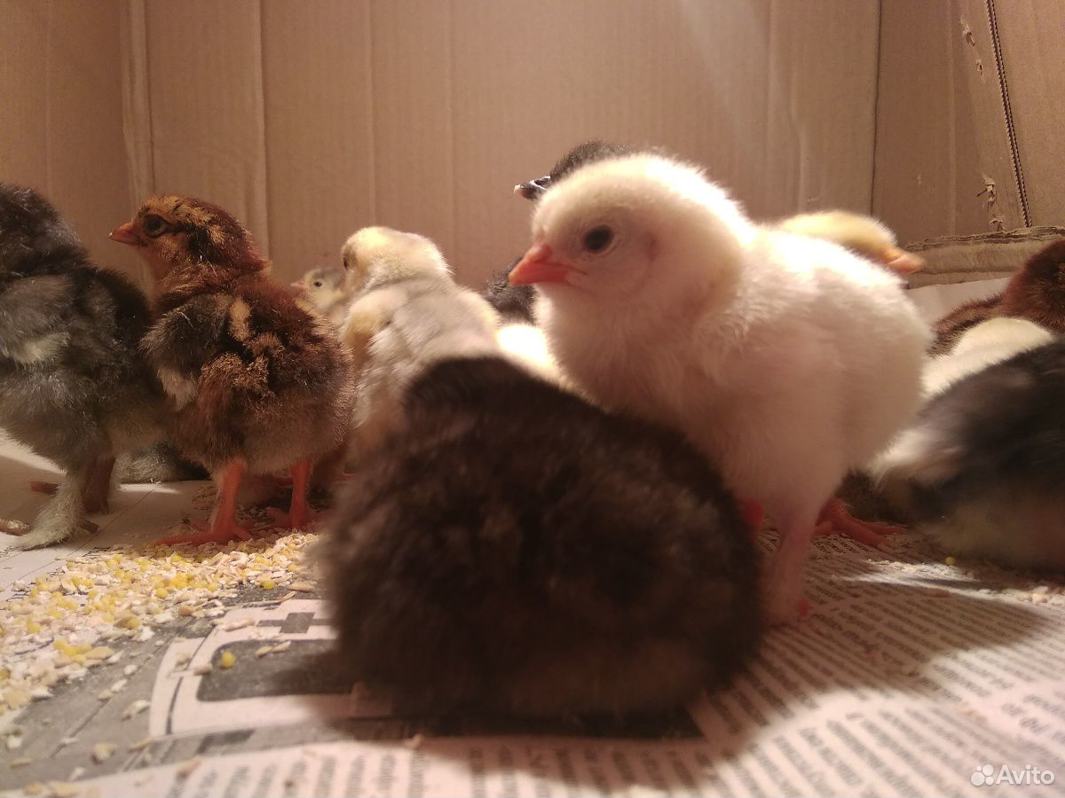 Цыплята от 1 дня до 3 месяцев купить на Зозу.ру - фотография № 10