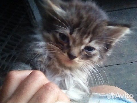 Продаю котят купить на Зозу.ру - фотография № 2