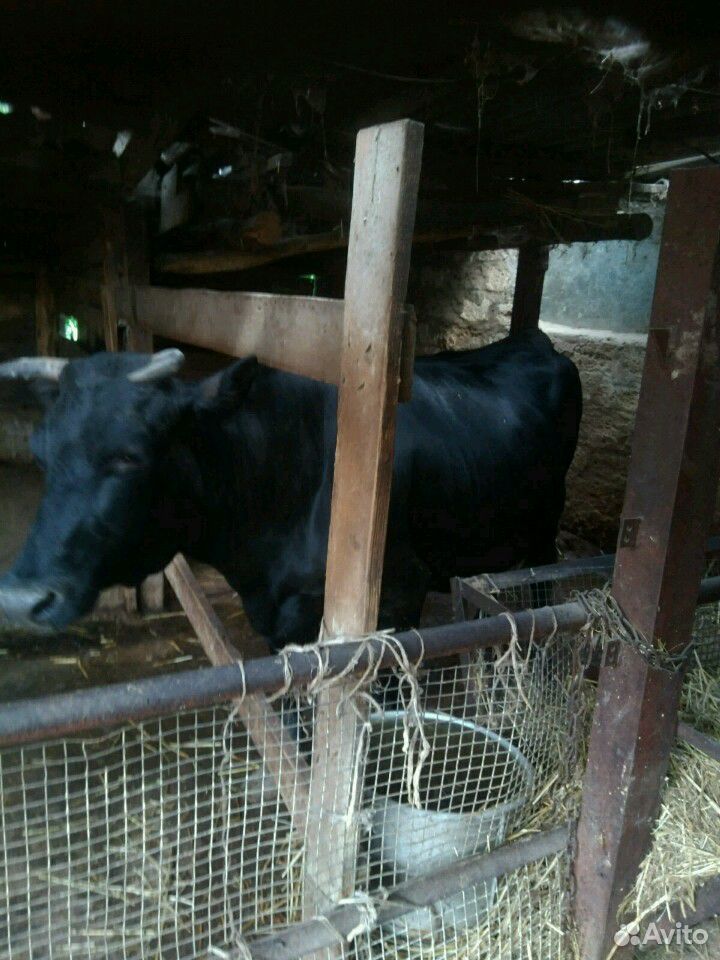 Коровы быки купить на Зозу.ру - фотография № 4