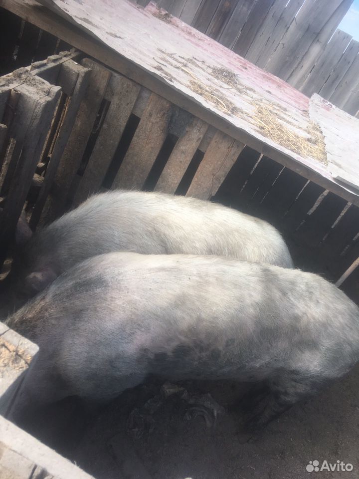 Продаю свиней купить на Зозу.ру - фотография № 2