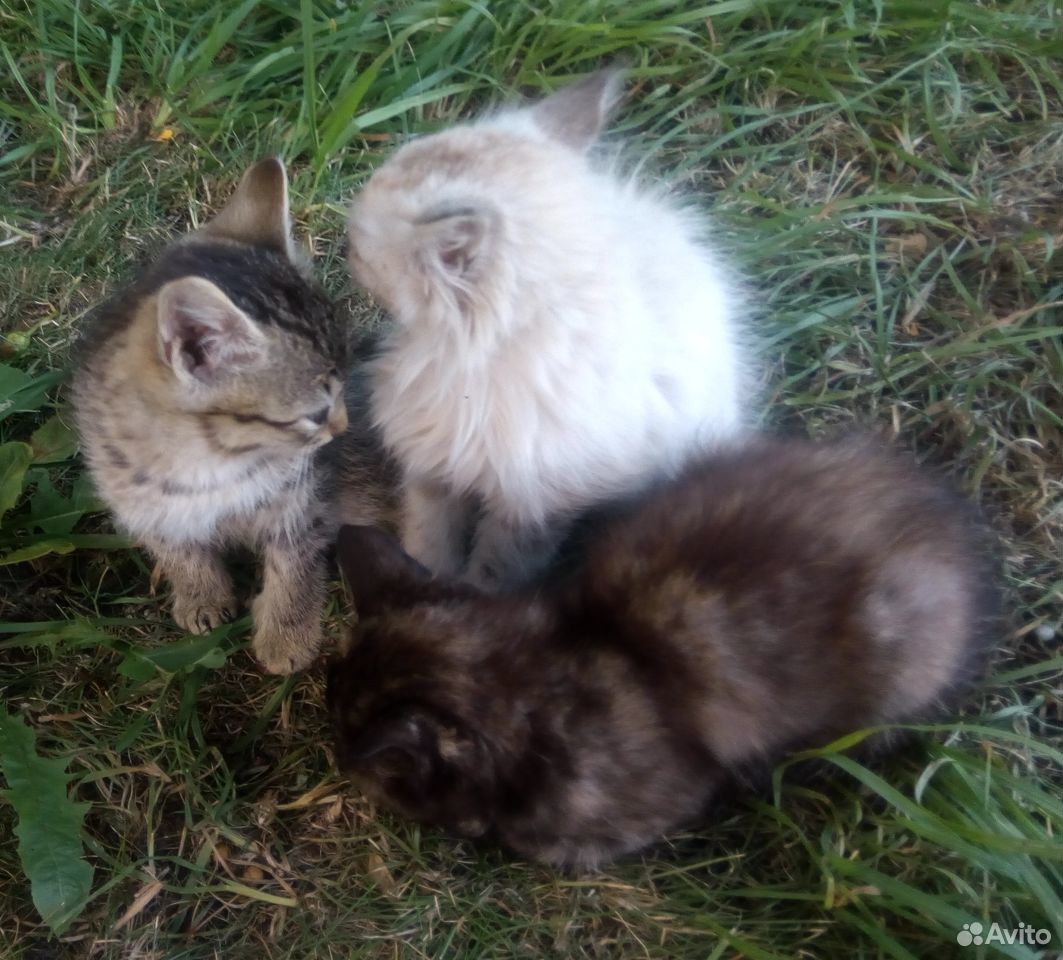 Милые котята в добрые руки купить на Зозу.ру - фотография № 8