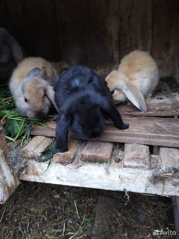 Козы дойные,кролики купить на Зозу.ру - фотография № 1