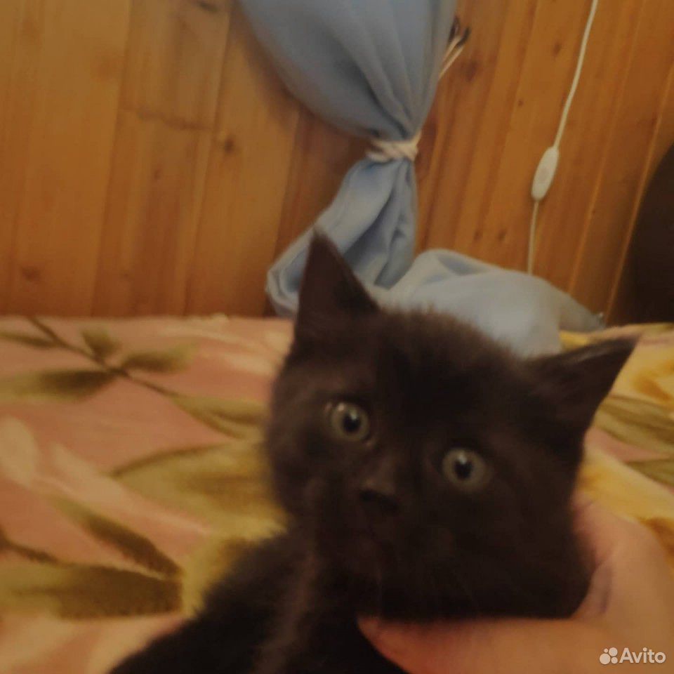 В добрые руки котят купить на Зозу.ру - фотография № 2