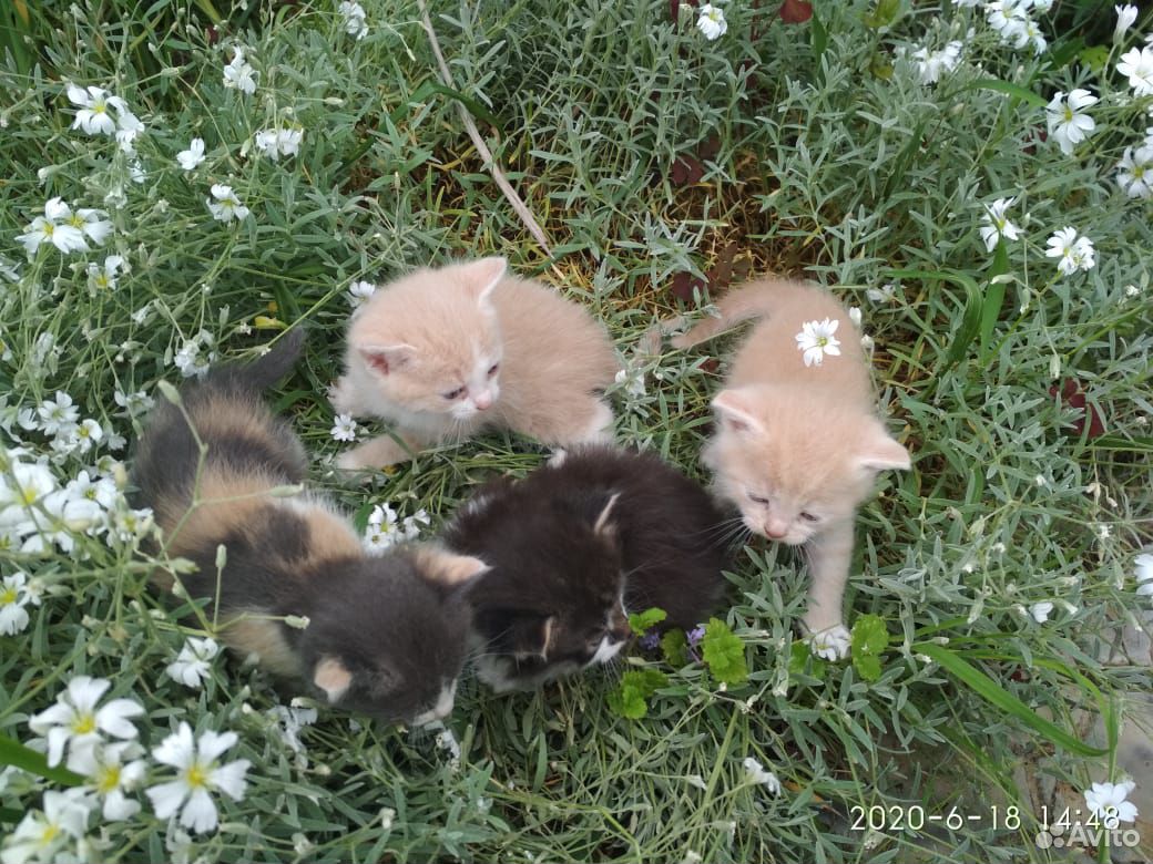 Котята от домашней мамы кошки купить на Зозу.ру - фотография № 9