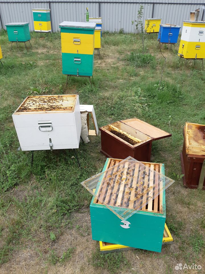 Продаются пчелосемьи купить на Зозу.ру - фотография № 2