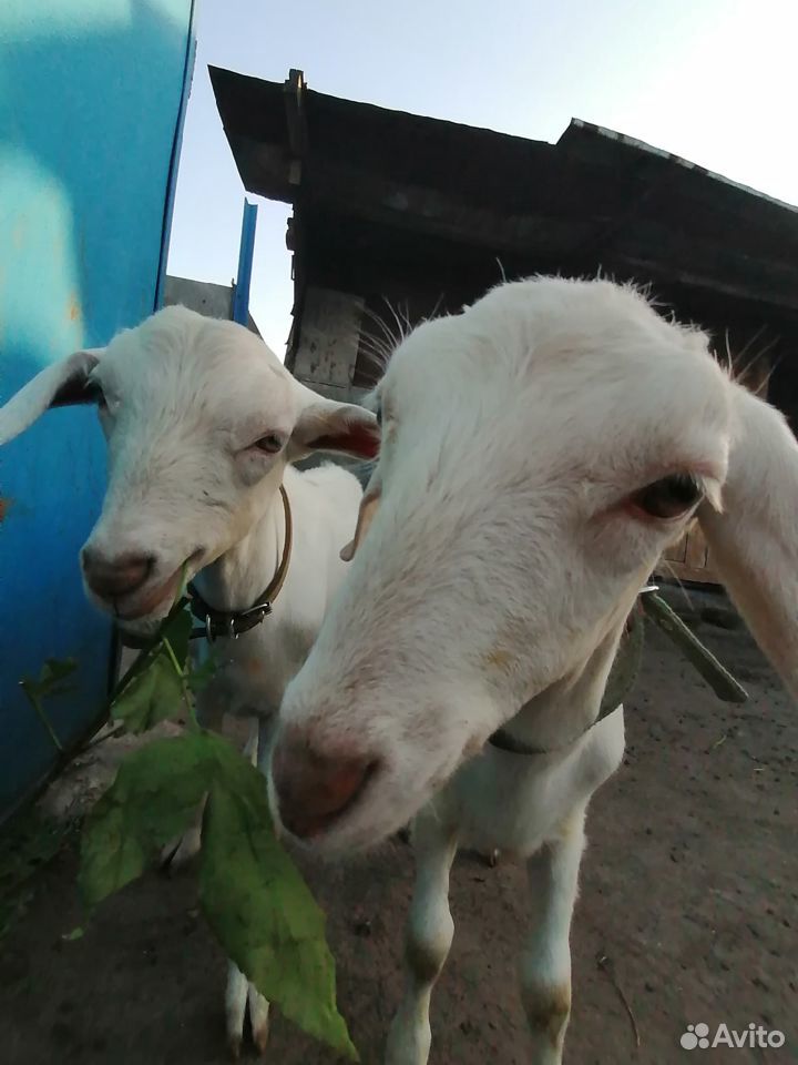 Продам коз купить на Зозу.ру - фотография № 1