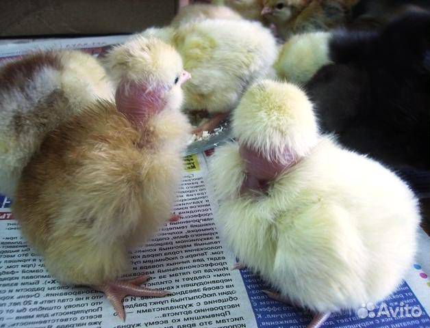 Цыплята голошейки белой Франция купить на Зозу.ру - фотография № 1