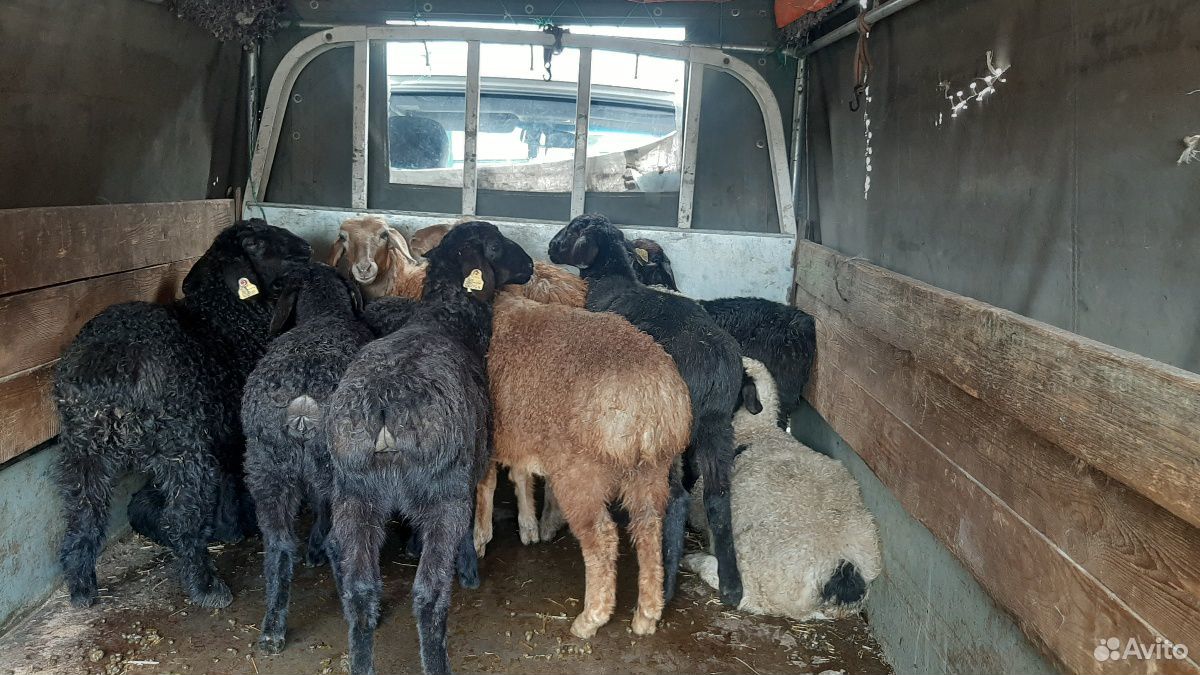 Овцы бараны козы козлы купить на Зозу.ру - фотография № 4