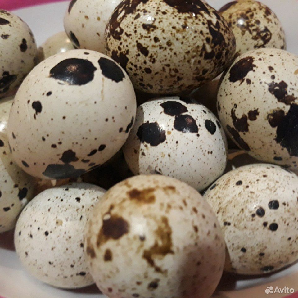 Перепел техасский, птенцы, яйцо купить на Зозу.ру - фотография № 1
