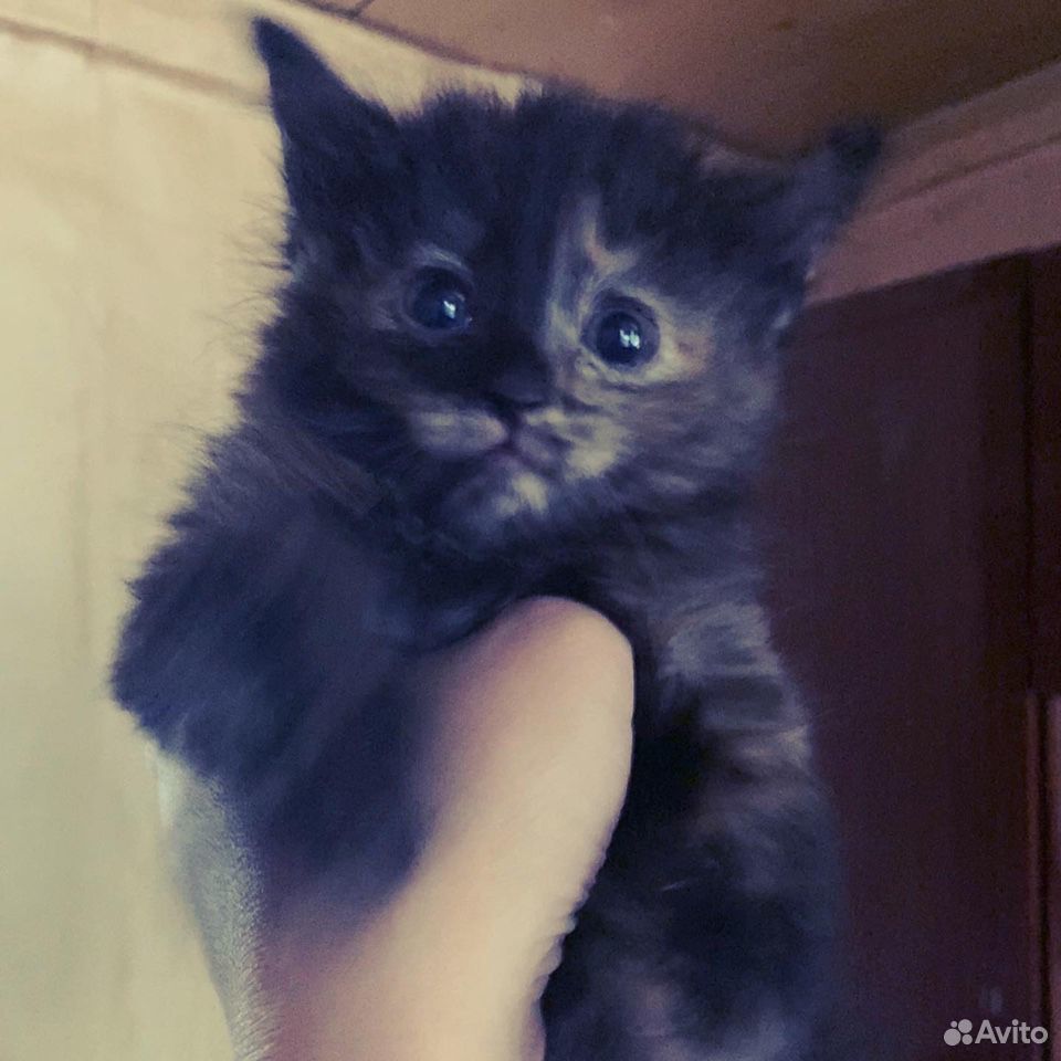 Котёнок 1,5мес купить на Зозу.ру - фотография № 3