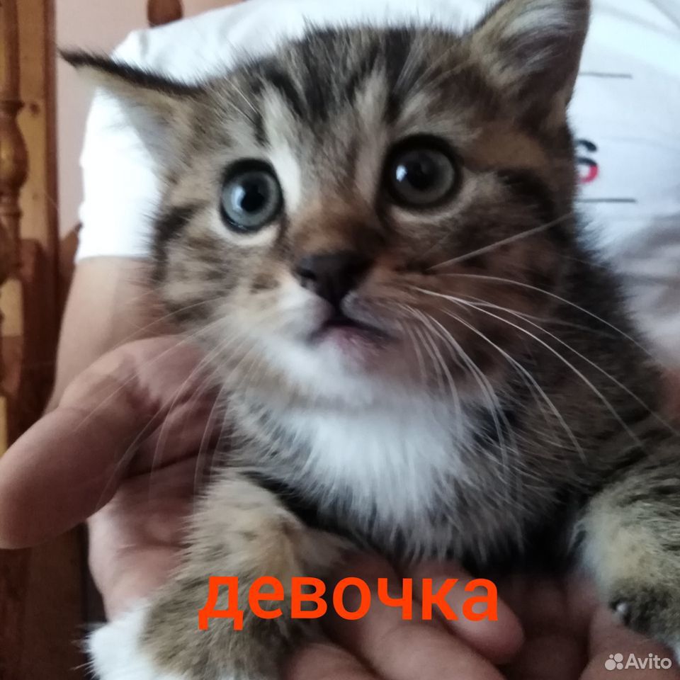 Котята-чертята в добрые руки купить на Зозу.ру - фотография № 1