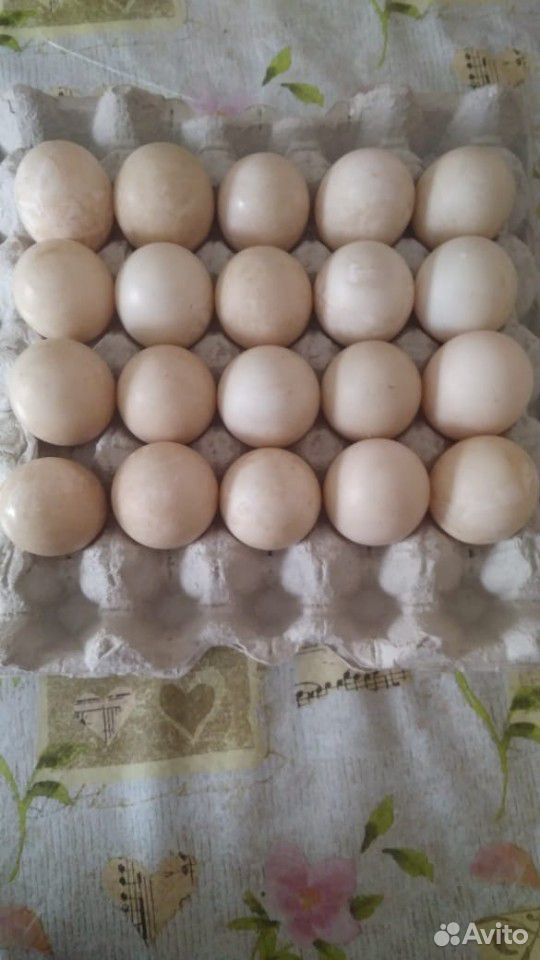 Продам яйца мускусной утки купить на Зозу.ру - фотография № 1