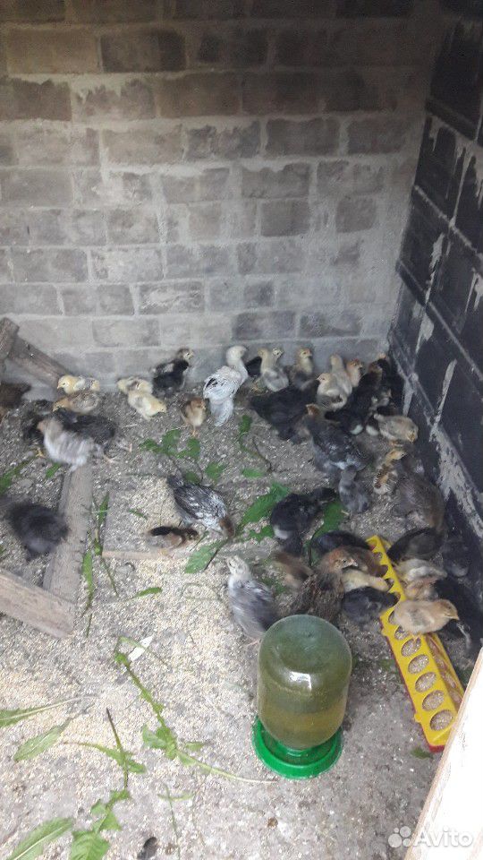 Двухнедельные цыплята.несушки домашние купить на Зозу.ру - фотография № 4