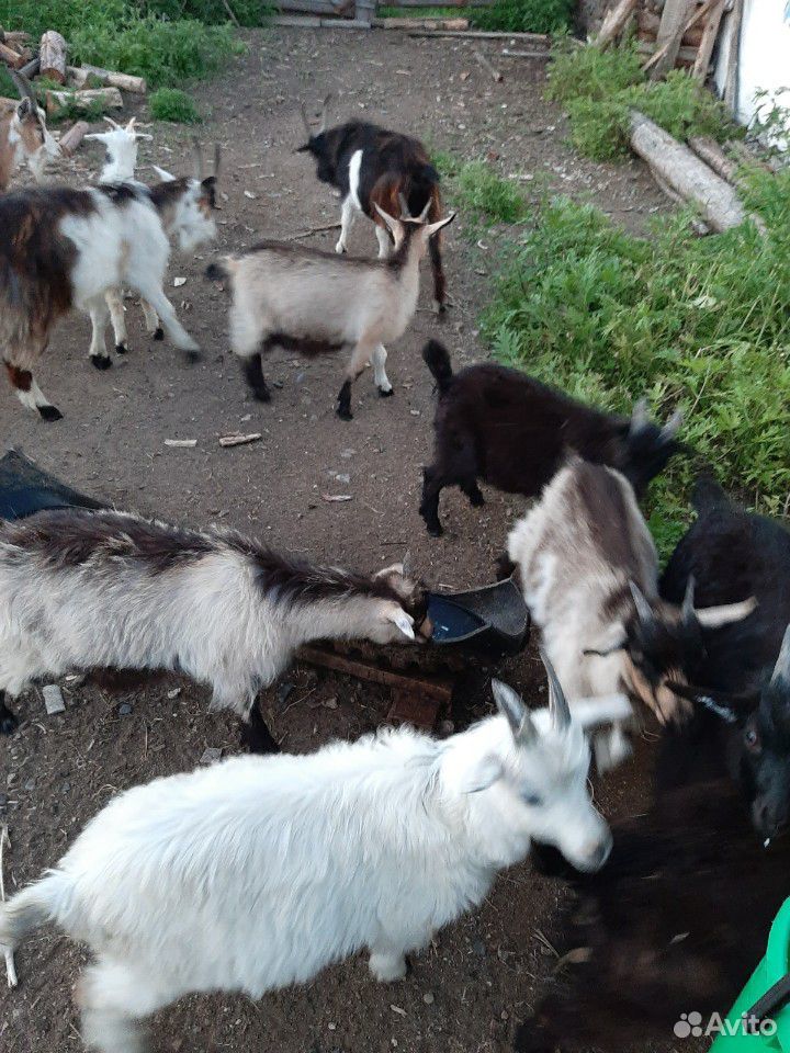 Продаются дойные козы купить на Зозу.ру - фотография № 7