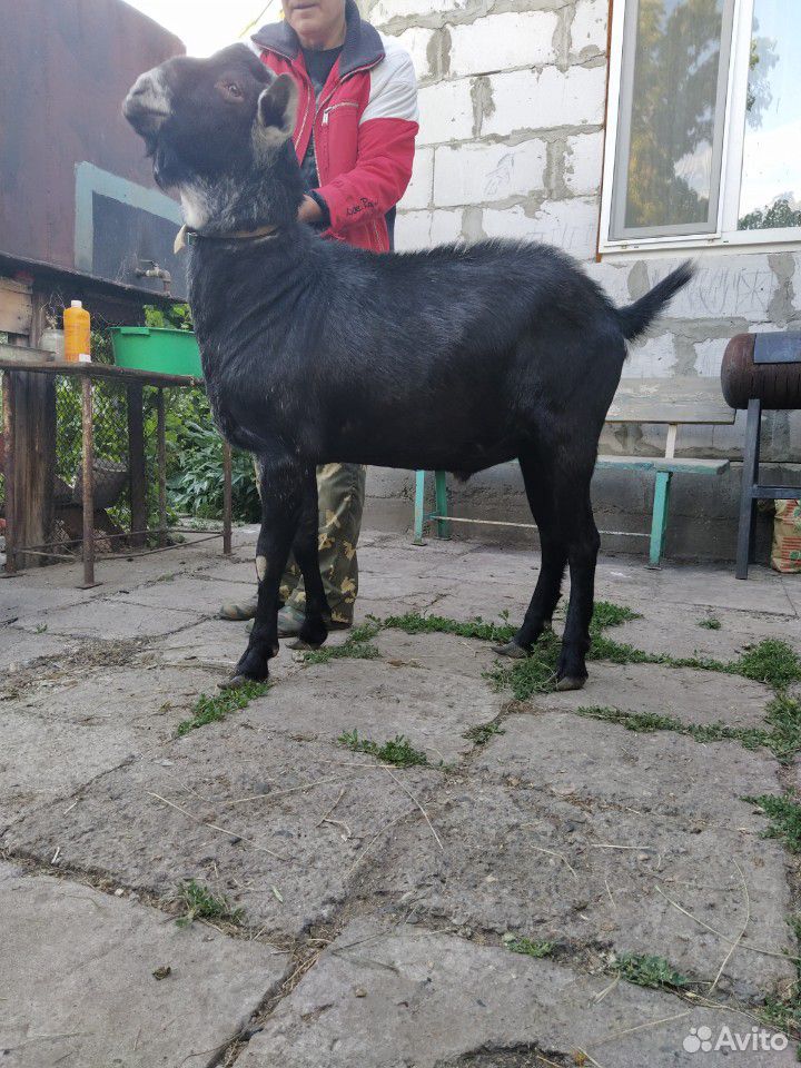 Козел производитель, коза купить на Зозу.ру - фотография № 1