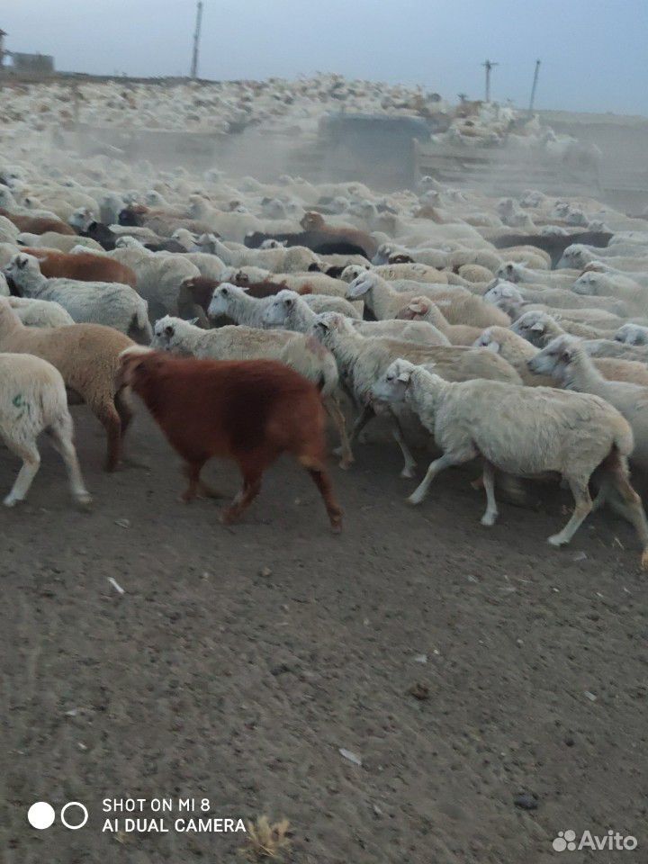 Овцы матки ягнятами купить на Зозу.ру - фотография № 2