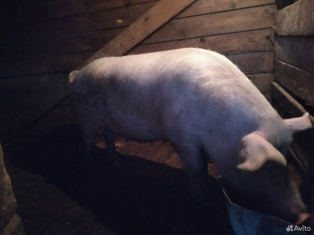 Продам свинью, живым весом около 200 кг. все вопро купить на Зозу.ру - фотография № 1