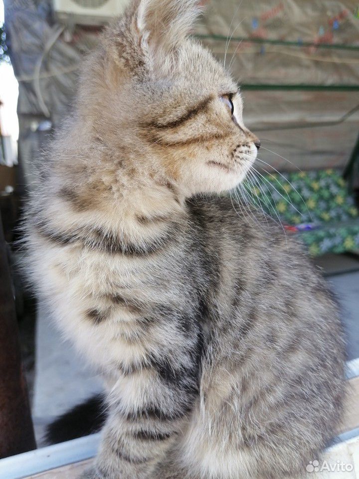 Котики от Шотландской кошки, 3 месяца, к лотку при купить на Зозу.ру - фотография № 10