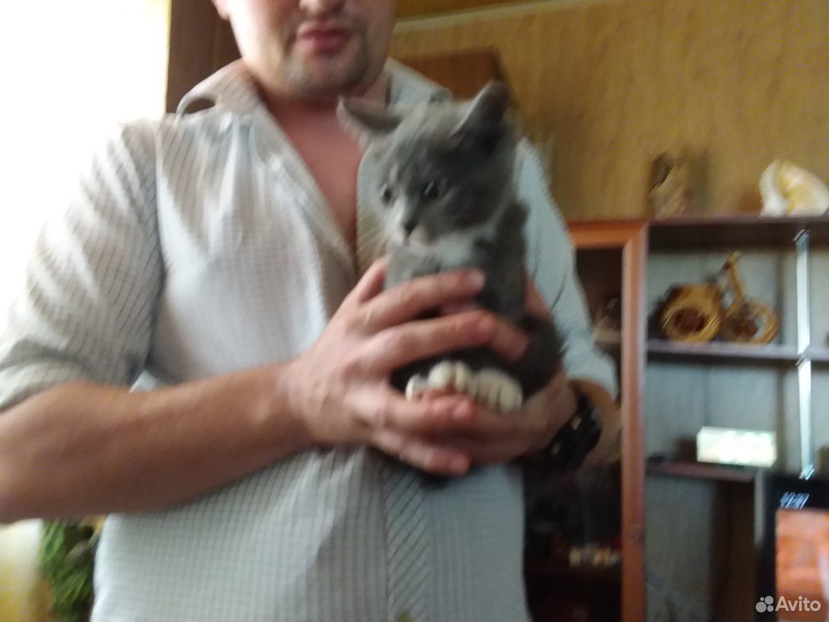 Котёнок серый мальчик купить на Зозу.ру - фотография № 2