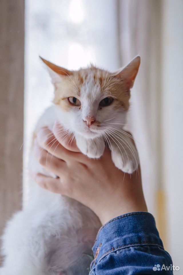 Кошка Нюша ищет дом купить на Зозу.ру - фотография № 1