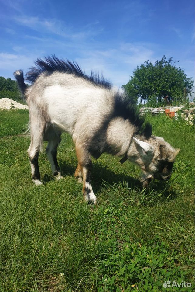 Альпийский козел купить на Зозу.ру - фотография № 3