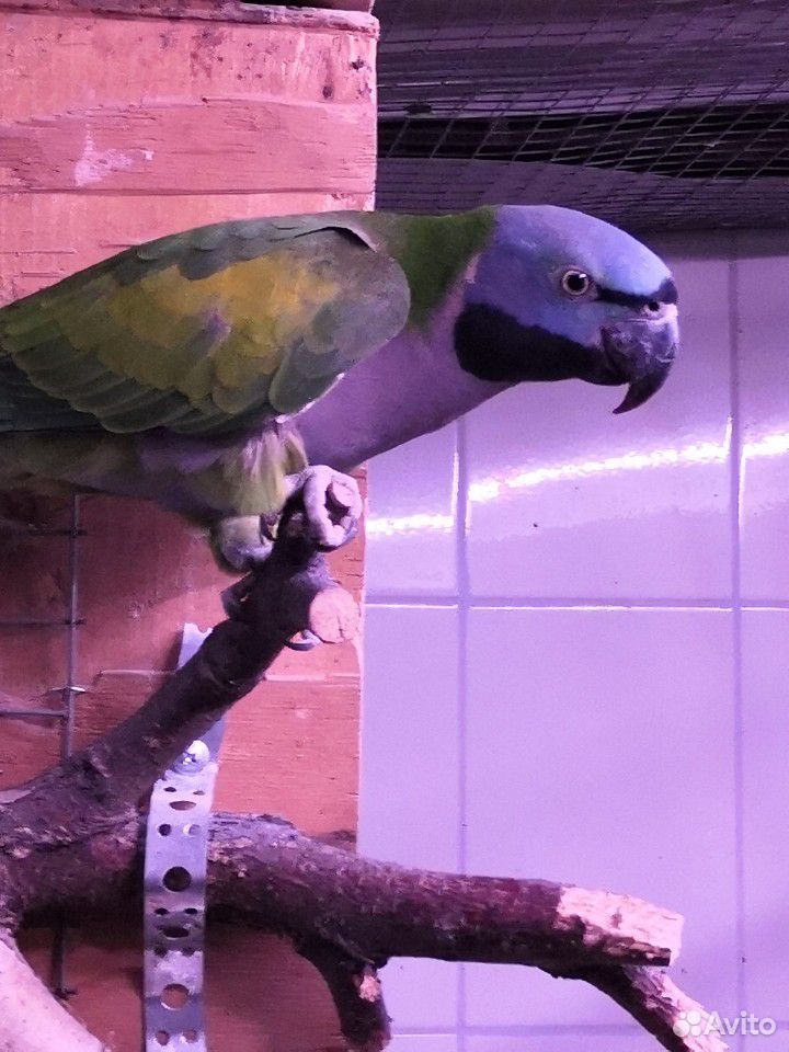 Самка китайского кольчатого попугая купить на Зозу.ру - фотография № 1