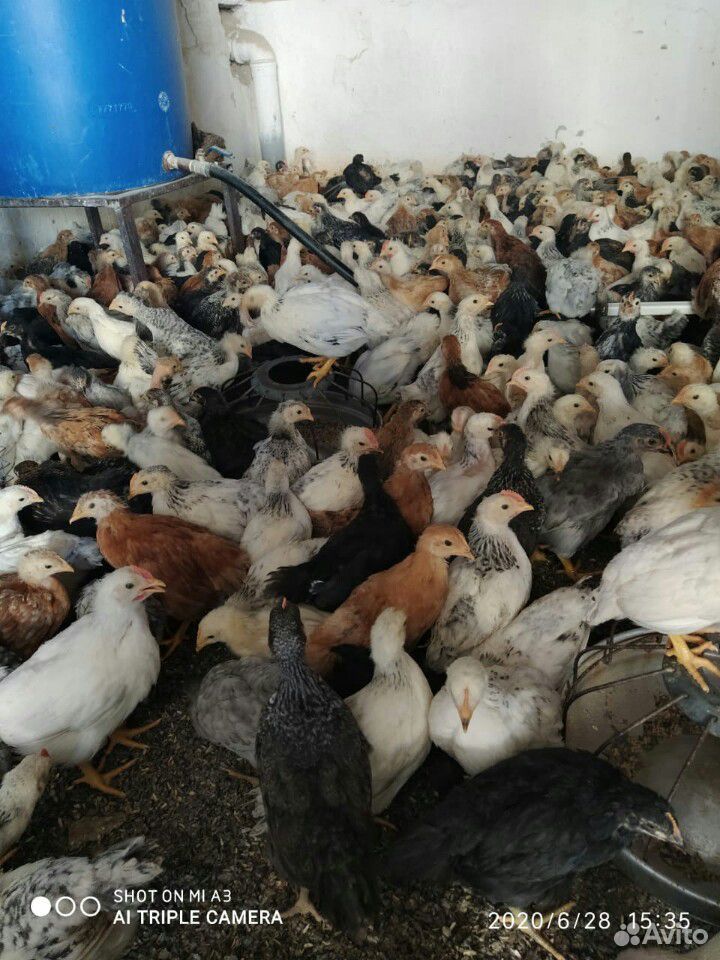 Цыплята подросченые купить на Зозу.ру - фотография № 6