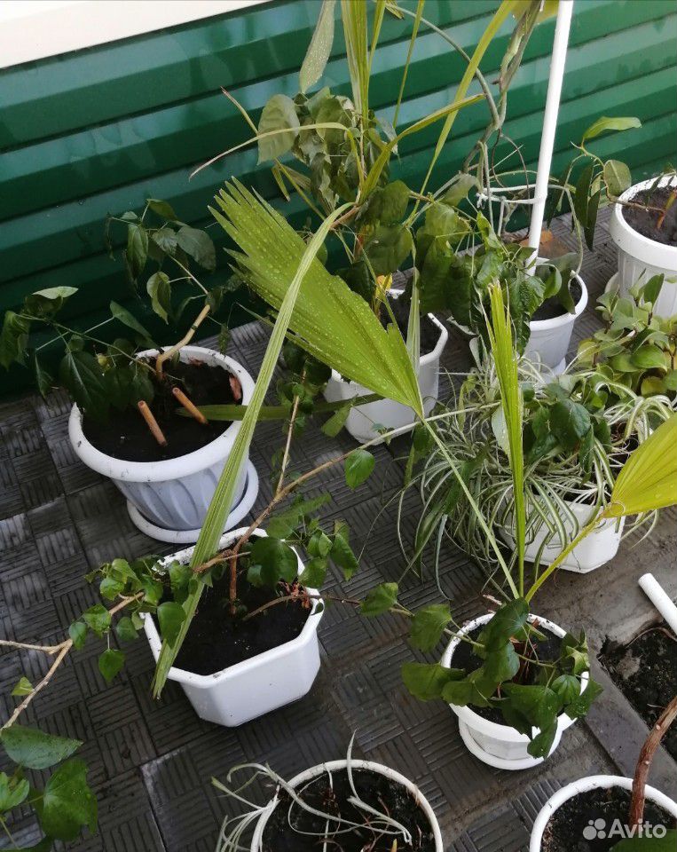 Комнатные растения с горшками купить на Зозу.ру - фотография № 2