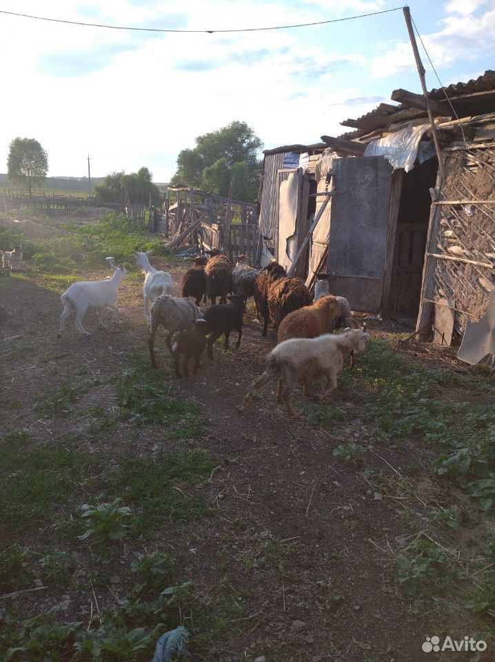 Овцы, бараны, коза купить на Зозу.ру - фотография № 7