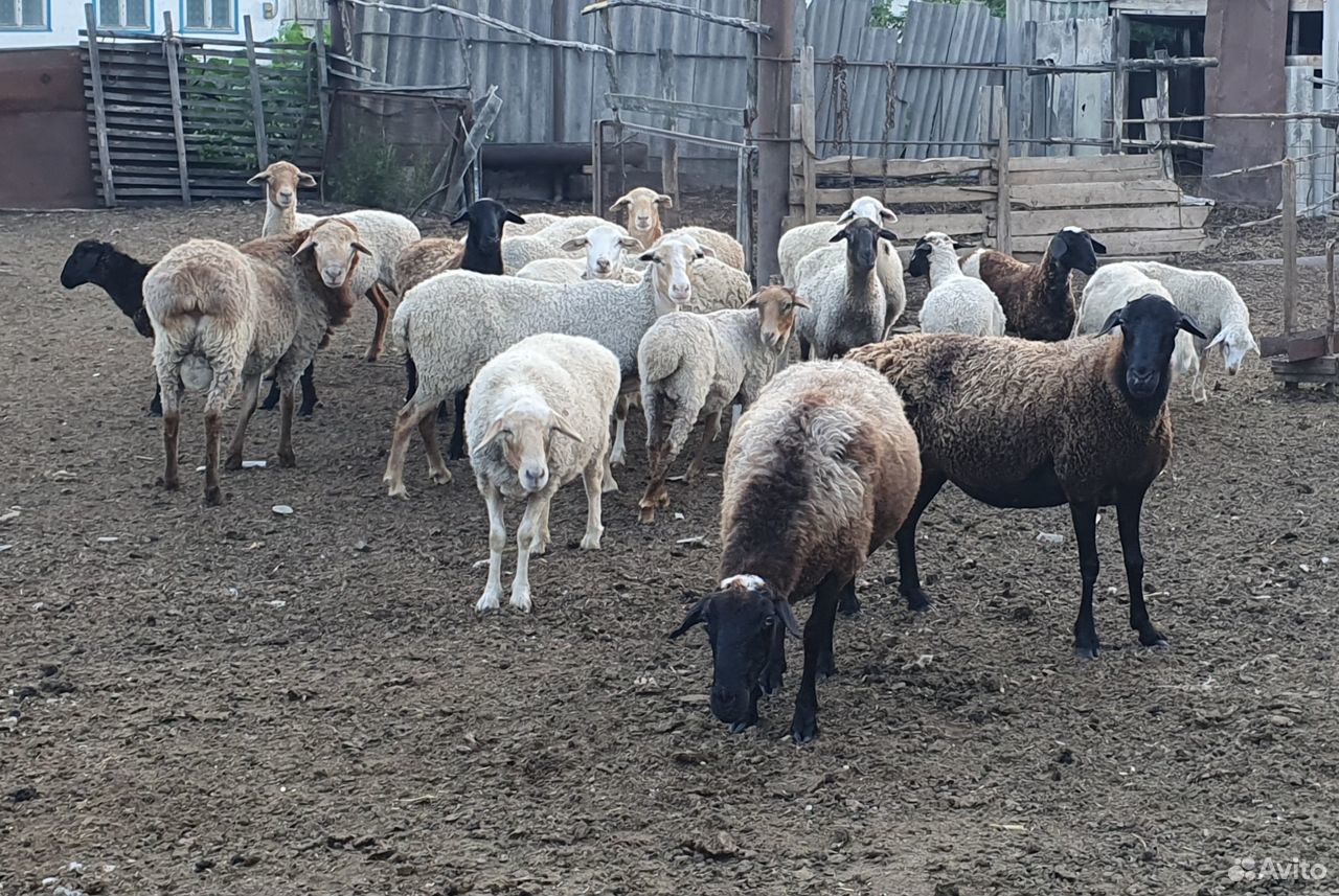 Коровы и овец эдильбаевская порода купить на Зозу.ру - фотография № 4