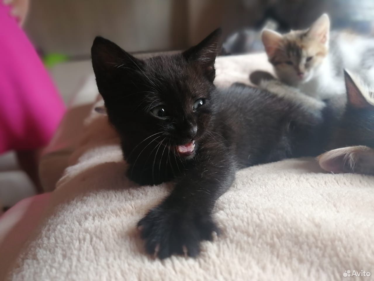 Чёрный котенок купить на Зозу.ру - фотография № 4