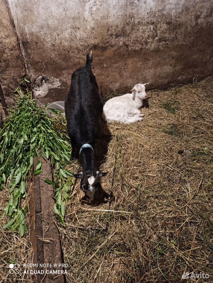 Стадо коз купить на Зозу.ру - фотография № 5