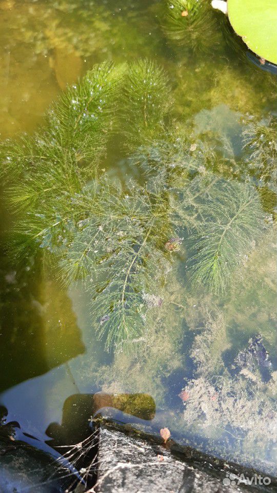 Роголистник- водоросли для пруда, аквариума купить на Зозу.ру - фотография № 1
