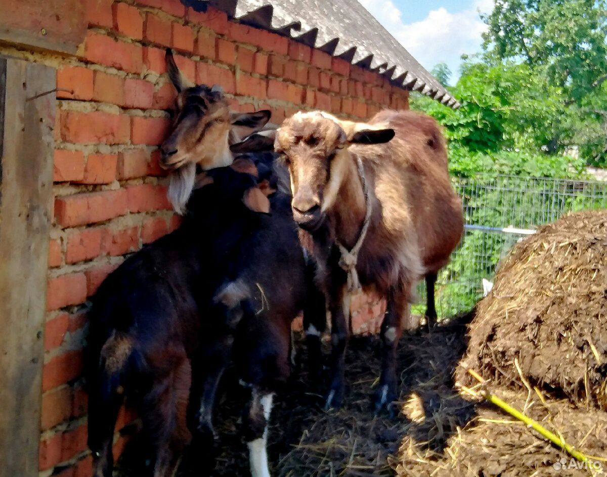 Продаю дойных коз и козлят купить на Зозу.ру - фотография № 4