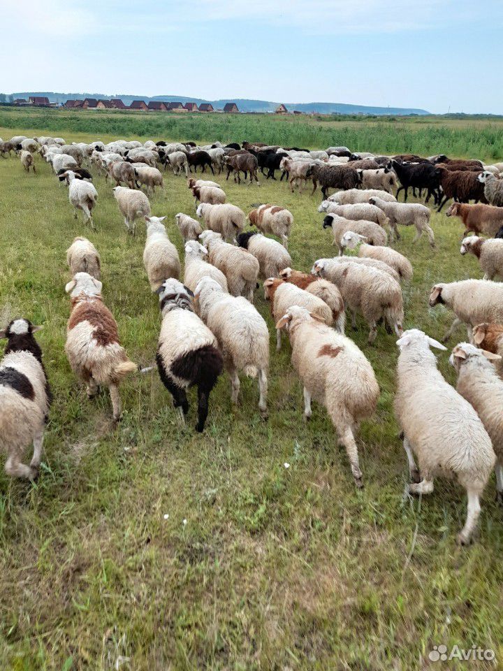 Продам овец курдючные купить на Зозу.ру - фотография № 3