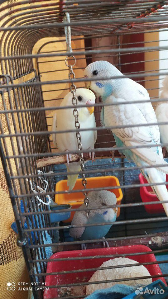 Волнистые попугаи купить на Зозу.ру - фотография № 1