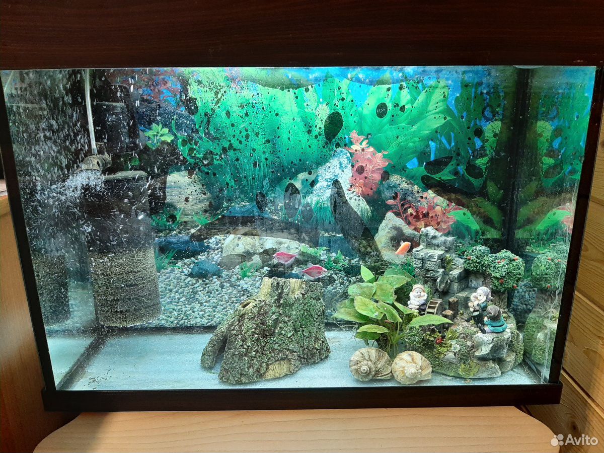 Продам аквариум 40-л с рыбками купить на Зозу.ру - фотография № 1