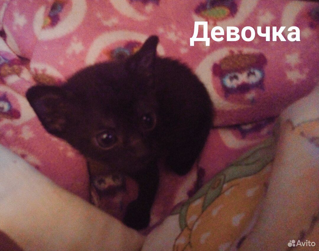 Отдам в добрые руки котят купить на Зозу.ру - фотография № 2