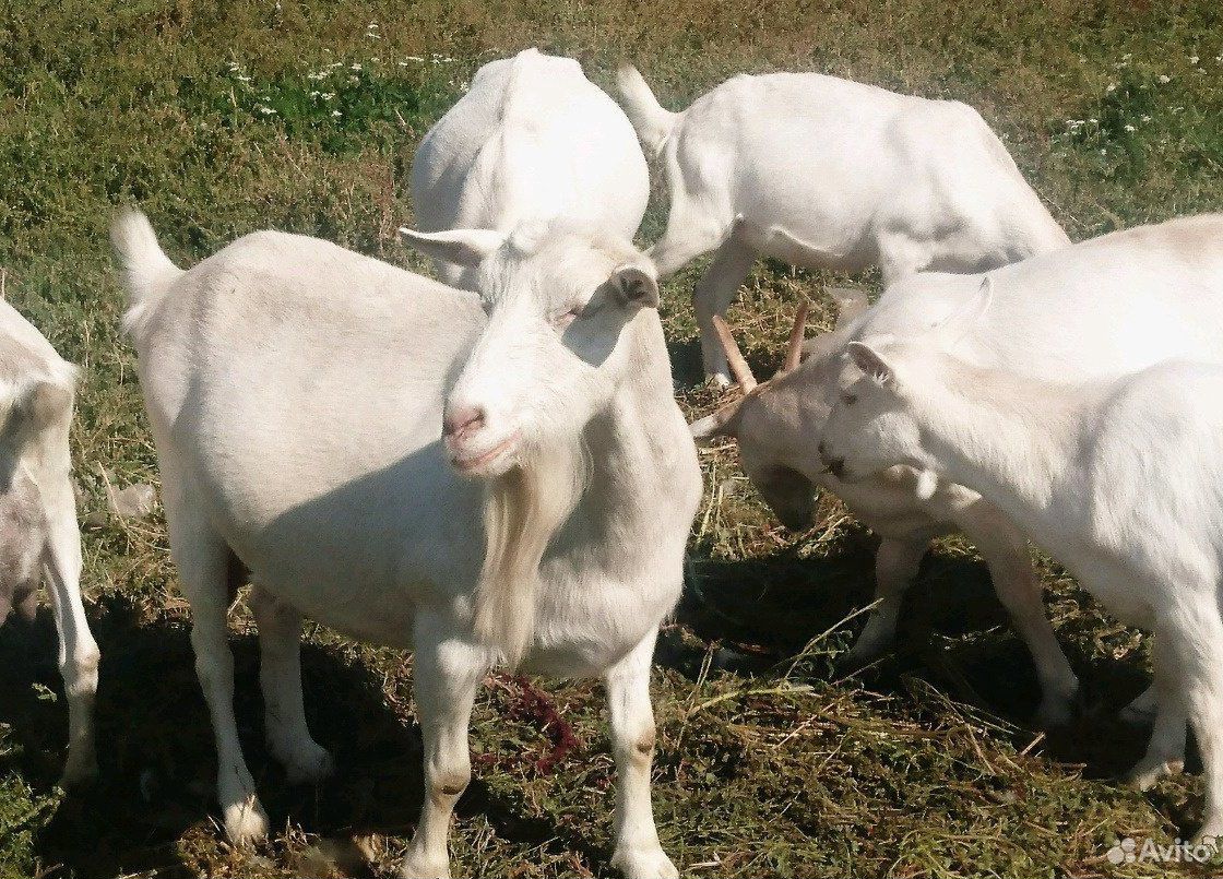 Заанинские козы купить на Зозу.ру - фотография № 1